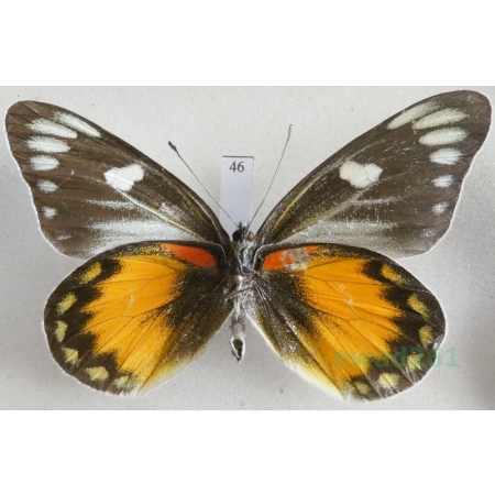 Delias zebuda Hewitson, 1862 male reverse Indonesia, Sulawesi46